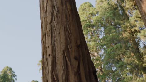 grand redwood old ancient tree shot diagonal intimidating pan up perspective