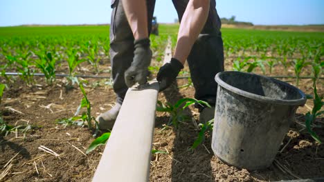 farmer installs a drip system in a corn field