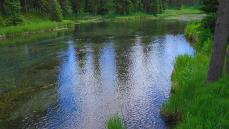 Tiro-Inclinado-Hacia-Arriba-De-Una-Flor-Y-Un-Bosque-Junto-Al-Río-En-Big-Springs,-Idaho