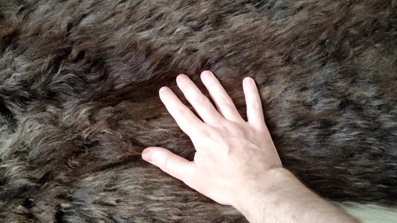 양 가죽 을 만지는 남자