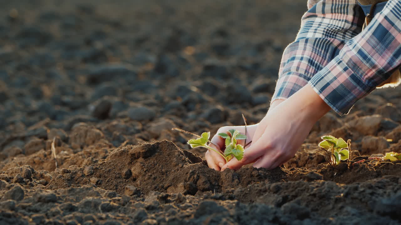 el hombre planta fresas en primer plano de tierra negra