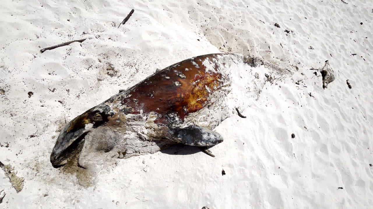Long-finned pilot whale (Globicephala melas) remains decomposing on sandy beach