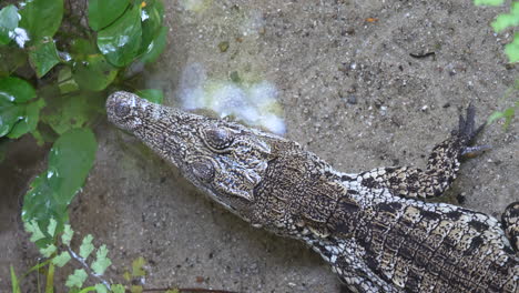 Close-up-top-view-of-resting-Freshwater-Crocodile-in-natural-pond-during-hot-summer-day