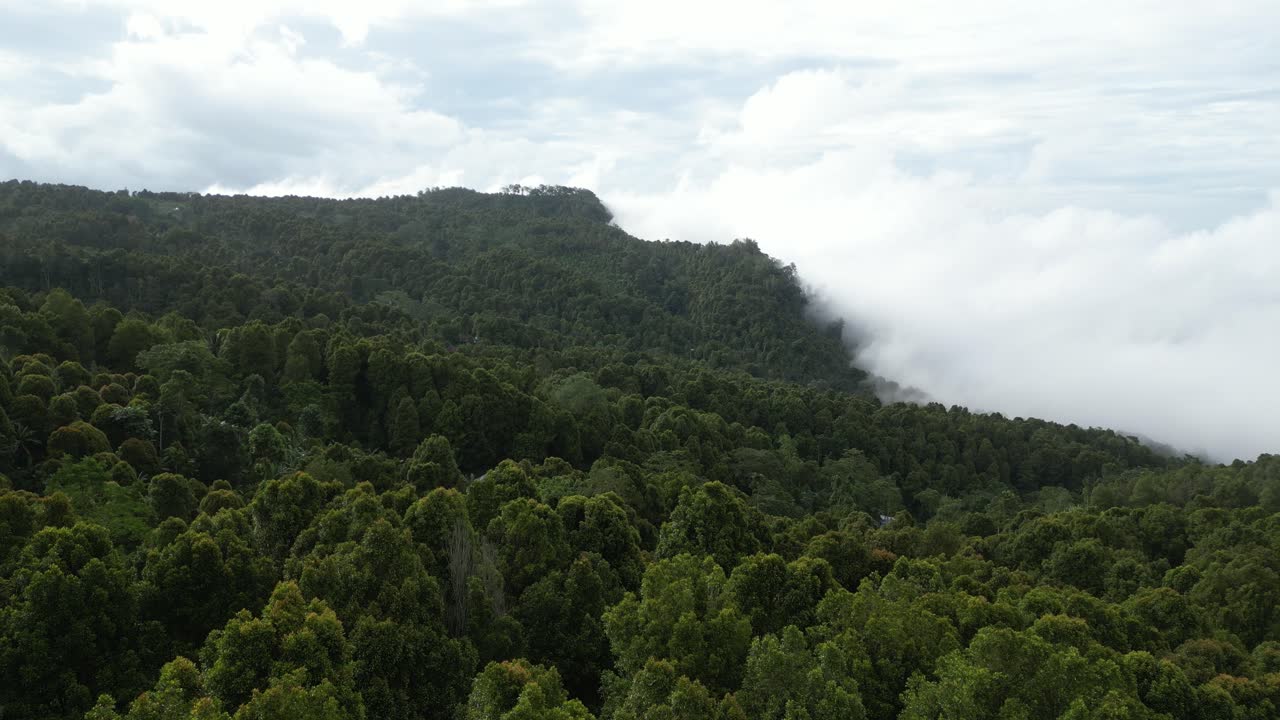 árboles forestales en las cimas de las montañas con nubes bajas en el norte de bali, indonesia