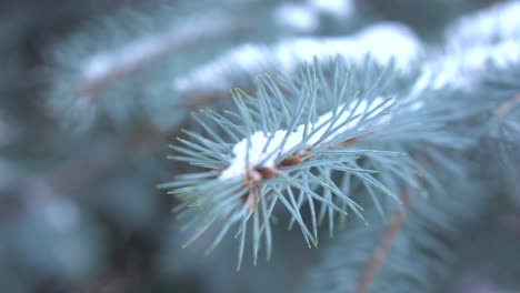 snowy blue spruce branches