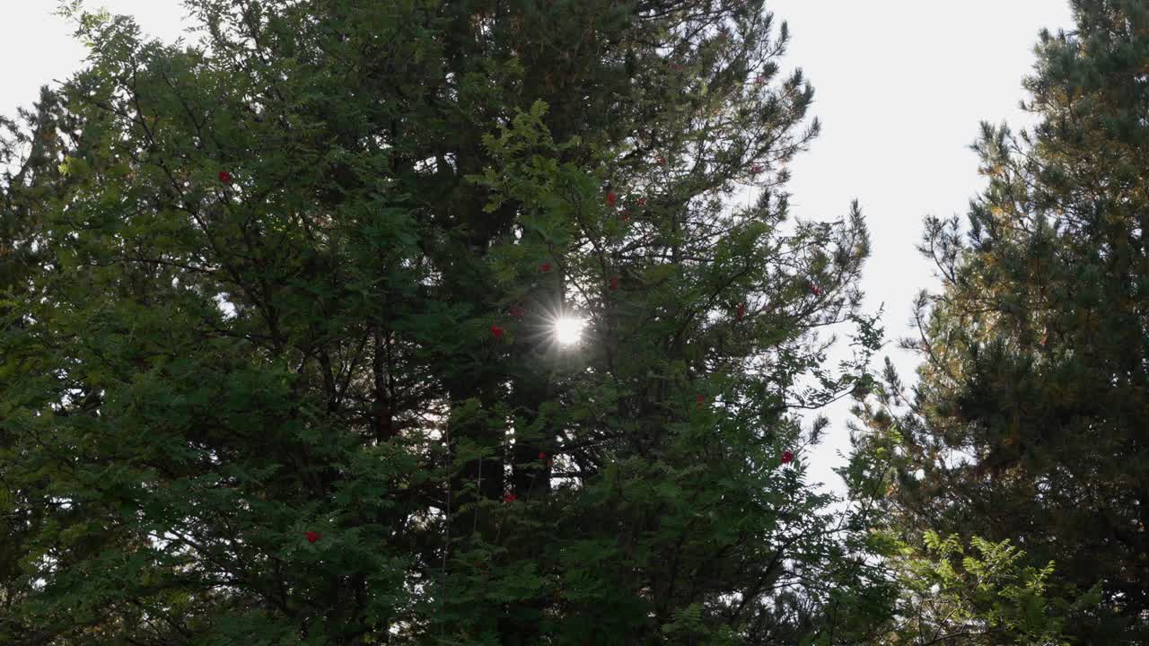 мистические деревья в горах