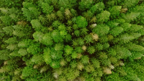 vertical drone shot, moving slowly downward, of pine trees seen from above and from a low height which makes the perspective somewhat unusual