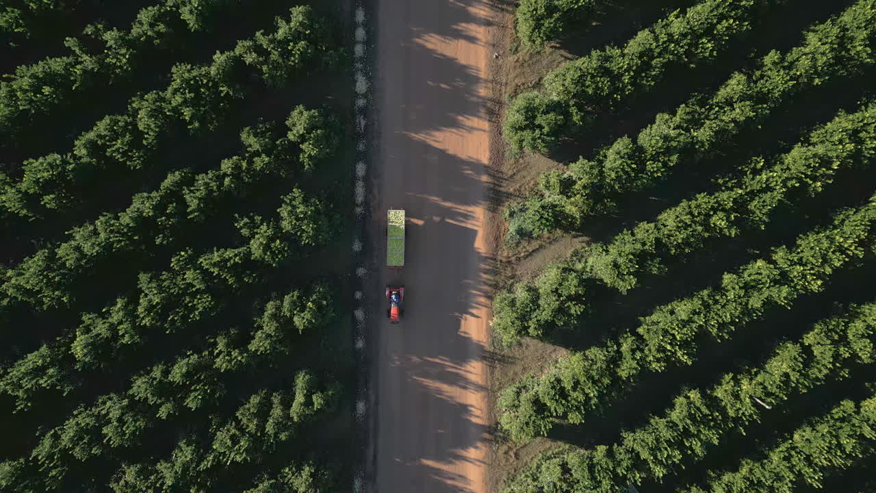 Overhead of a farm tractor towing a trailer of lemon fruit on a commercial citrus orchard