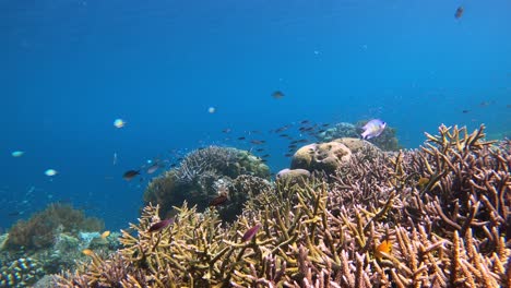timelapse de un arrecife de coral tropical en indonesia
