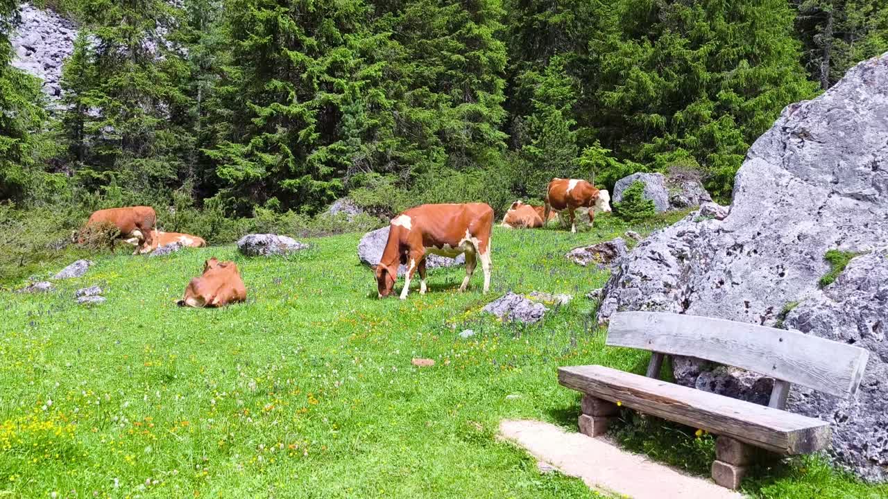 Cows Grazing in an Alpine Meadow
