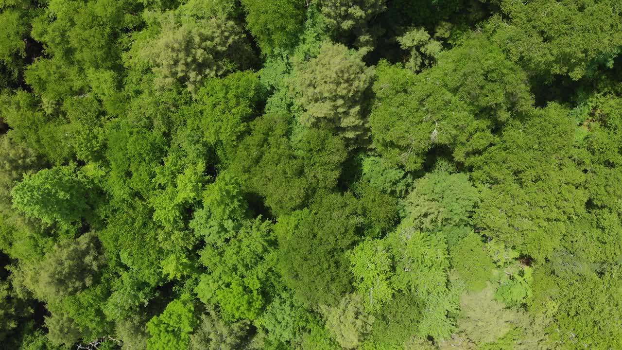 Ripresa aerea a volo d'uccello che si inoltra nella foresta sopra le Green Mountains in Vermont, USA