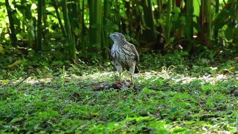 Shikra,-Der-Sich-Von-Einem-Anderen-Vogel-Auf-Dem-Boden-Ernährte,-Dieser-Raubvogel-Fing-Einen-Vogel-Zum-Frühstück-Und-Er-War-Damit-Beschäftigt-Zu-Essen,-Dann-Wurde-Er-Erschrocken-Und-Flog-Davon