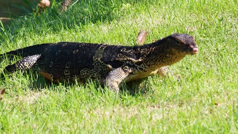 monitor lizard moving through grassy area