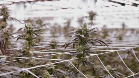 disparo en órbita lenta de las flores de marihuana producción de invernadero, primer plano