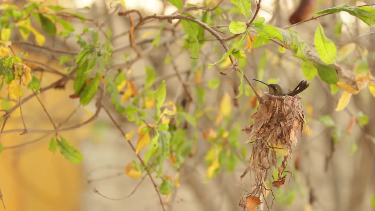 wide scene of a hummingbird sitting on a clutch of eggs in his nest, blinking eyes and moving head