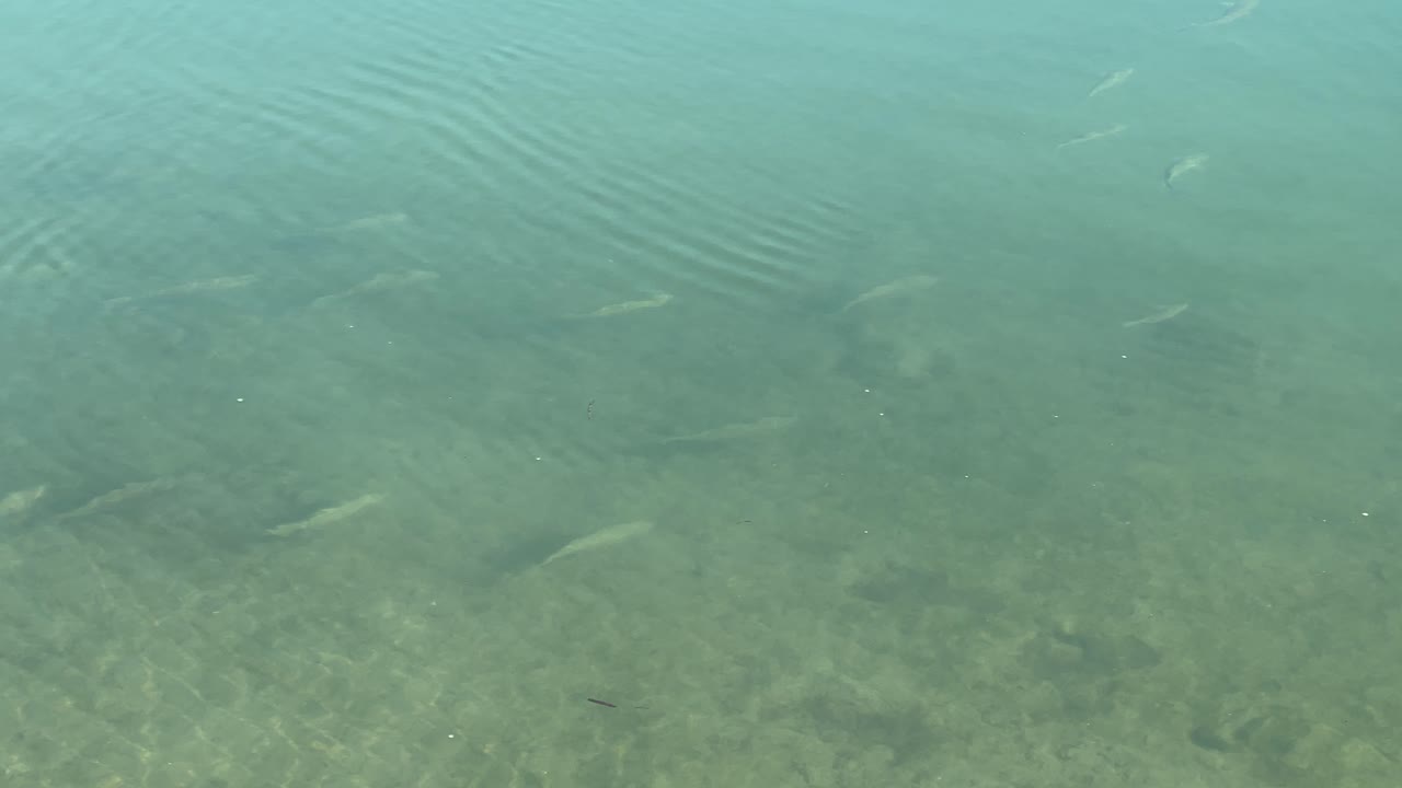 함께 수영하는 작은 물고기, 하루