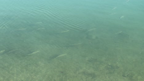 small fish swimming together, day