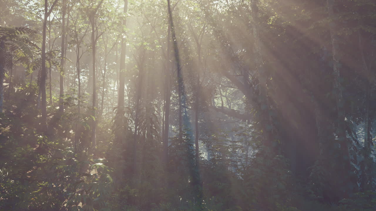 los rayos de sol filtrándose a través de un bosque exuberante