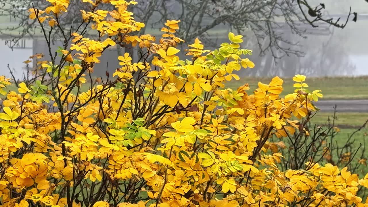 Bush with golden autumn leaves in foggy landscape near rural road and bare tree branches