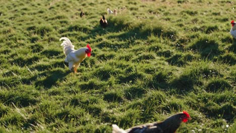 white rooster and hens in a grassy field