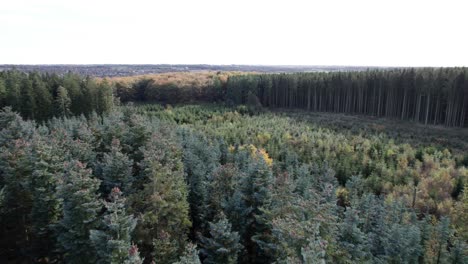 Sobrevuelo-Aéreo-De-Un-Bosque-Con-árboles-De-Navidad-En-Dinamarca---Dolly-Shot