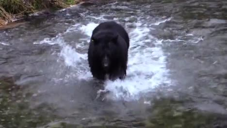 Schwarzbär-Versucht,-Im-Fluss-Fische-Zu-Fangen,-Schneller-Bär-Stürmt-Los,-Wenn-Er-Fische-Im-Wasser-Sieht