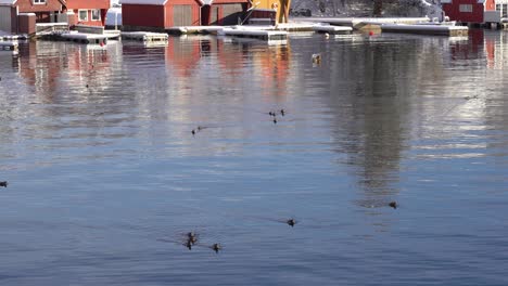 duck family searching for food desperately at sea norway europe