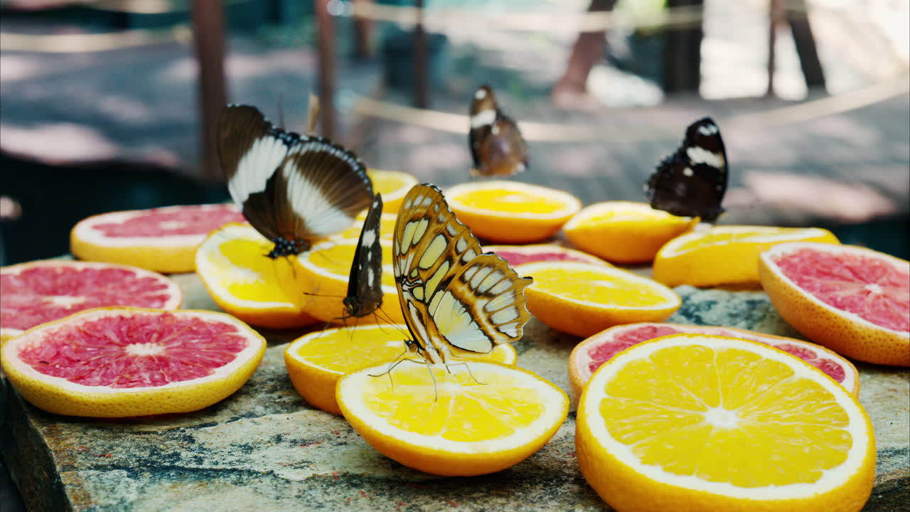 Multiple butterflies eating nectar from slices of oranges and grapefruits