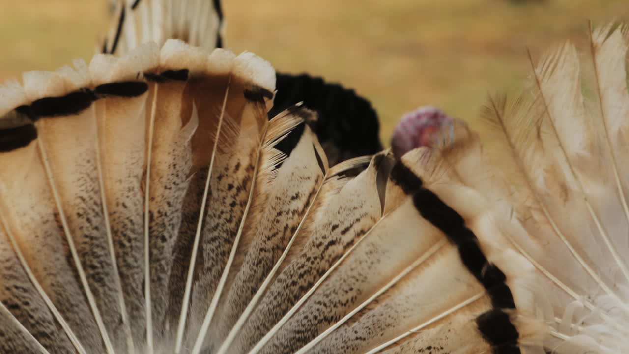 pavo bourbon - machos alrededor de hembras