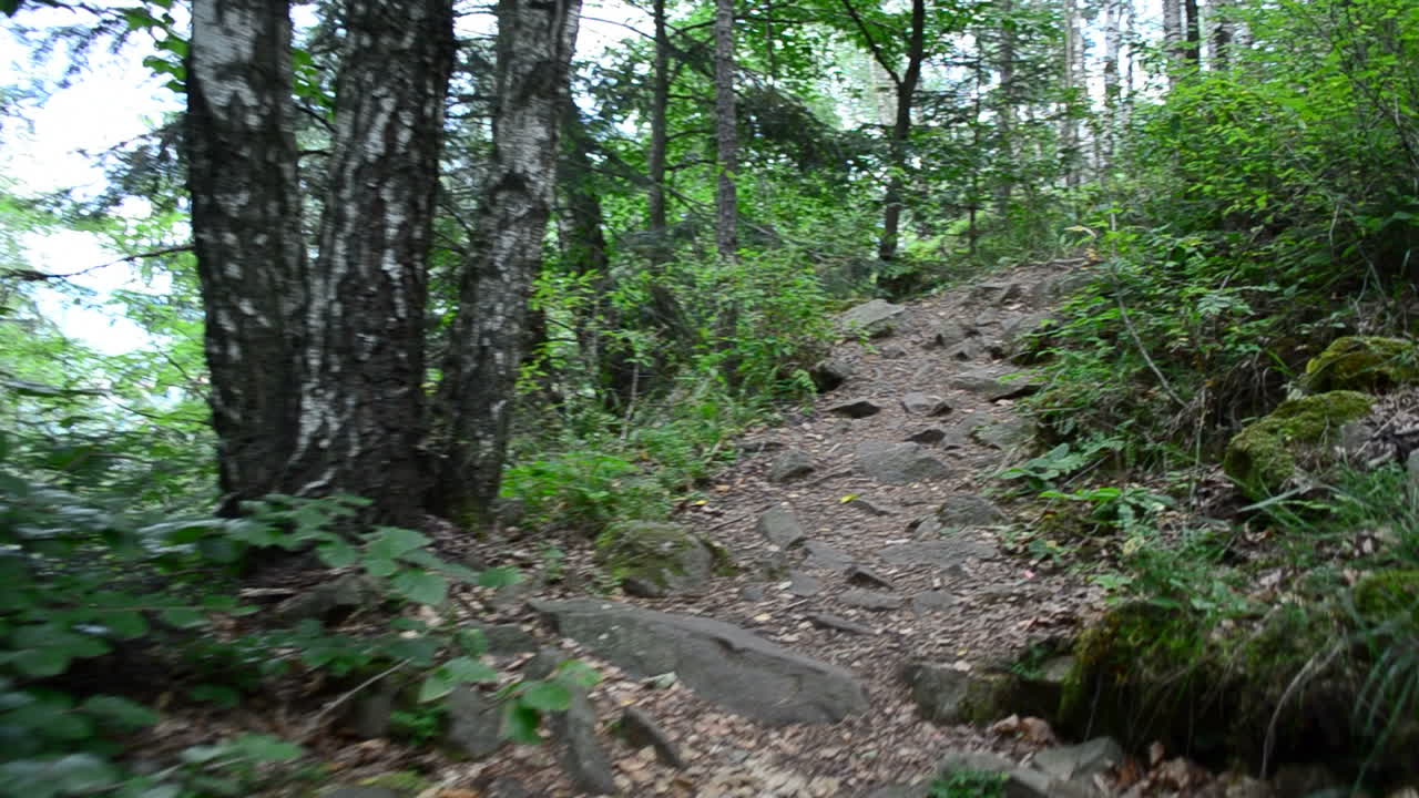 Passeggiata tra i pini. Pini nel bosco, estate