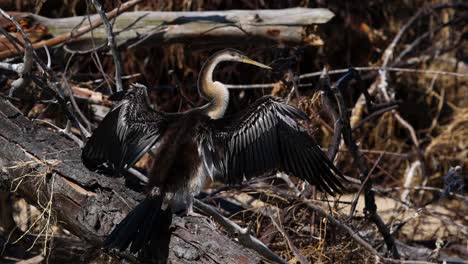 pájaro anhinga extendiendo sus alas en un tronco