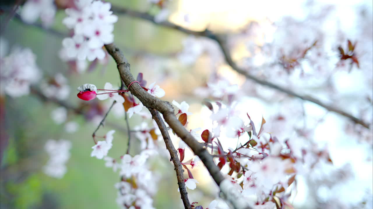 A tree branch with flowers in bloom and a martisor on it. Vertical