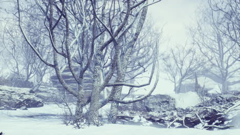 winter-deciduous-forest-on-a-foggy-morning