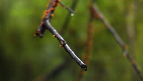 fungal growth observed on rainforest tree branch