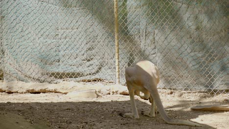 Canguro-Rojo-En-El-Zoológico,-Dentro-Del-área-Cercada