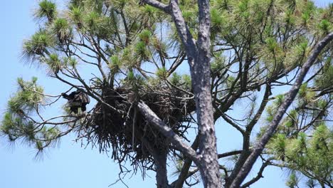 Der-Junge-Weißkopfseeadler-Schlägt-Im-Nest-Mit-Den-Flügeln,-Bereitet-Sich-Auf-Seinen-Ersten-Flug-Vor-Und-Verlässt-Das-Nest