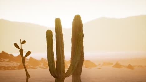 Atardecer-En-El-Desierto-De-Arizona-Con-Cactus-Saguaro-Gigante