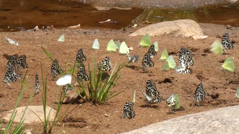 mariposa en el lago uhd mp4 4k