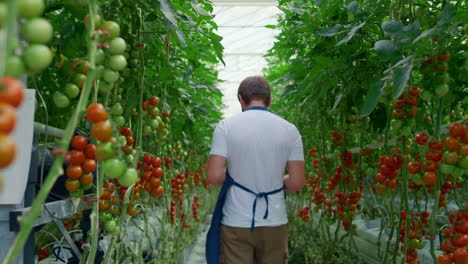 dueño de una empresa agrícola comprobando los tomates usando datos de investigación de tabletas en el invernadero.