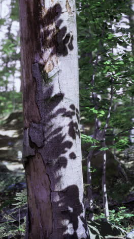 Shadows play on a tree trunk in a sunlit forest during daytime