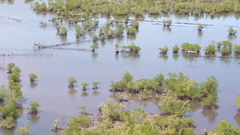 aerial view of mangrove forest in the philippines