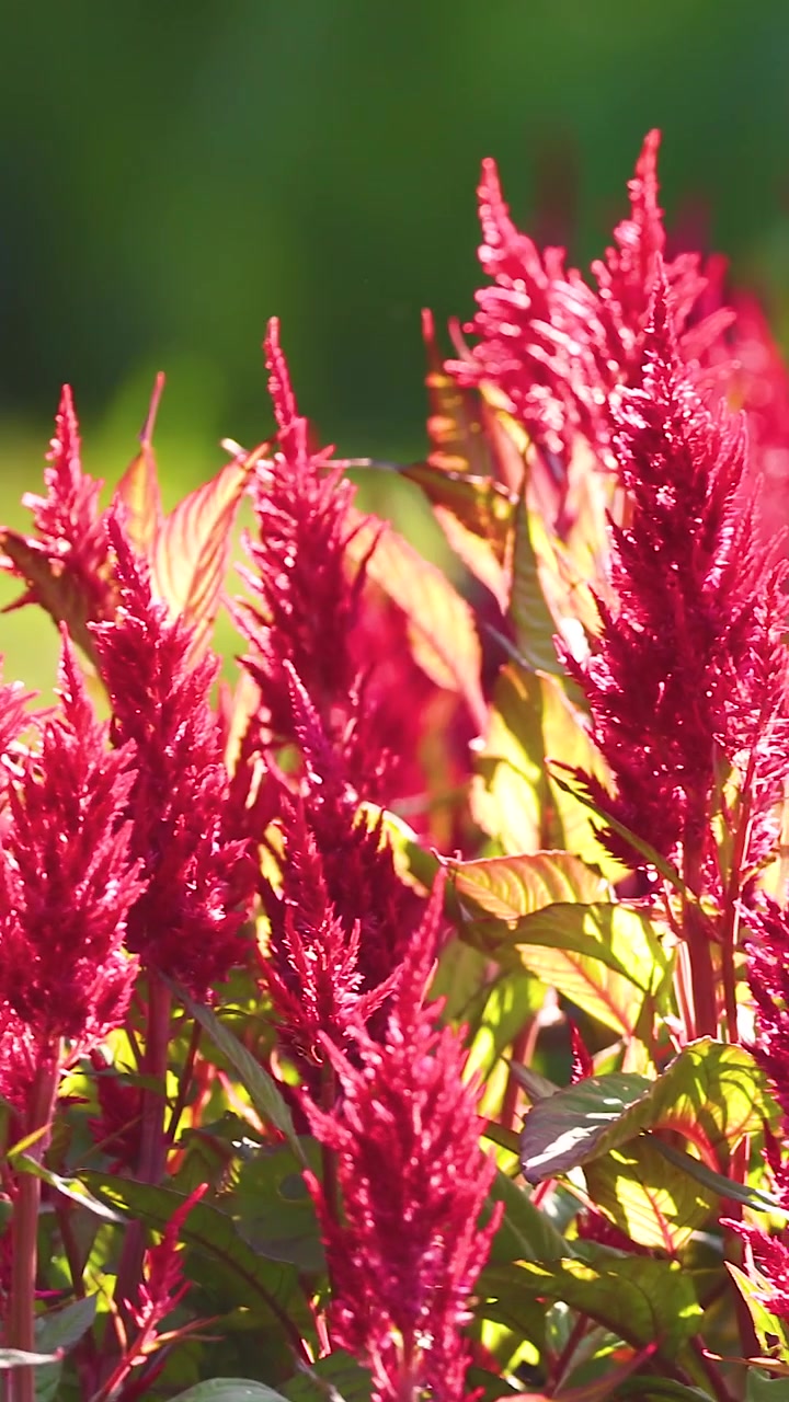 Fiori di celosia vivaci ondeggianti nella brezza