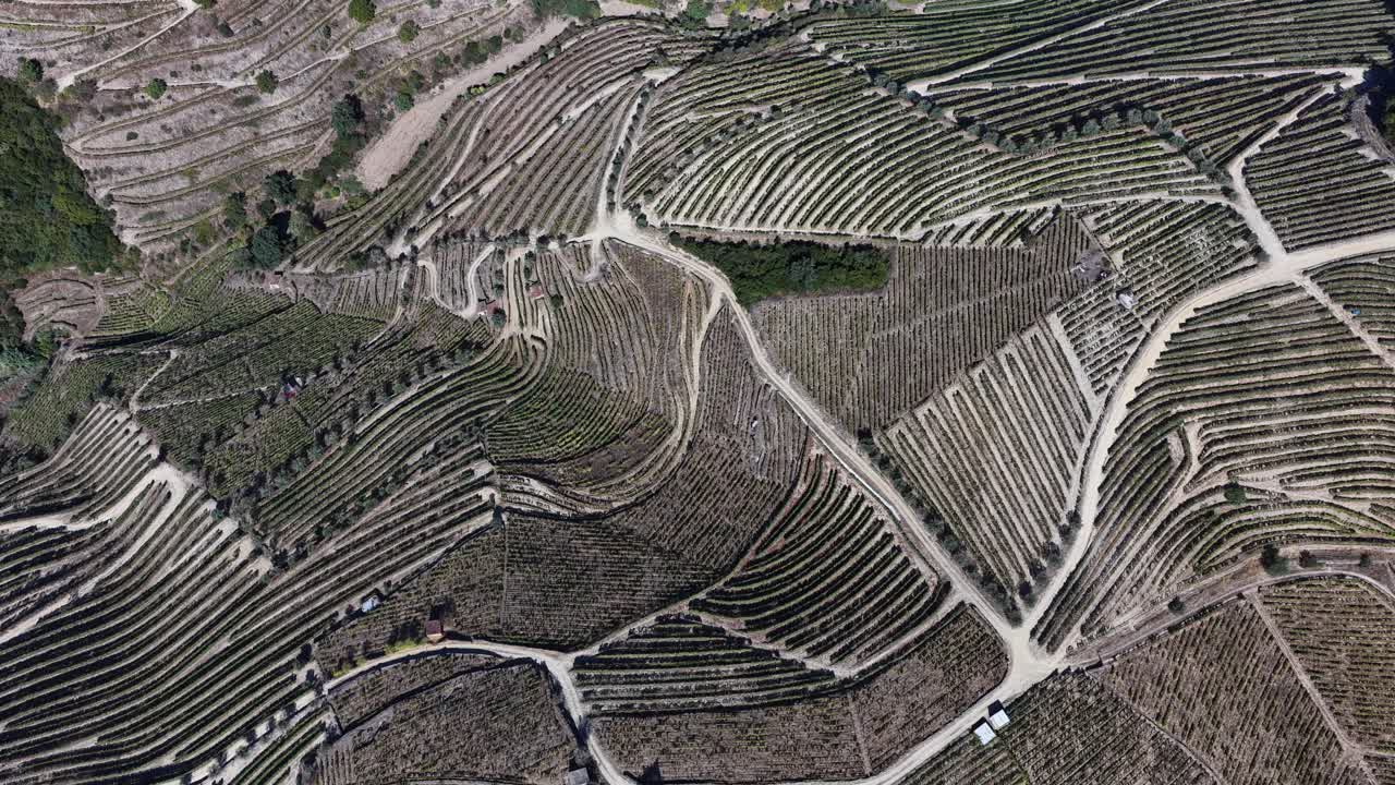 Vineyards on the Mountains of Douro Valley