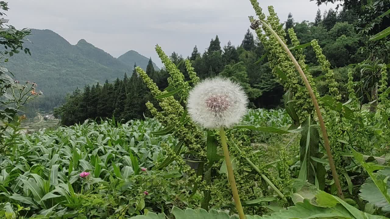 un diente de león creciendo en el campo de maíz