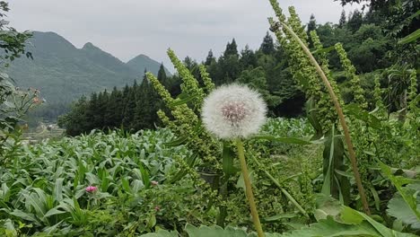 A-dandelion-growing-in-the-corn-field