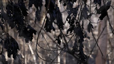 Pfanne-Mit-Verbrannten-Eichenblättern-Nach-Einem-Großen-Brand-In-Einem-Galizischen-Wald-Im-Sommer