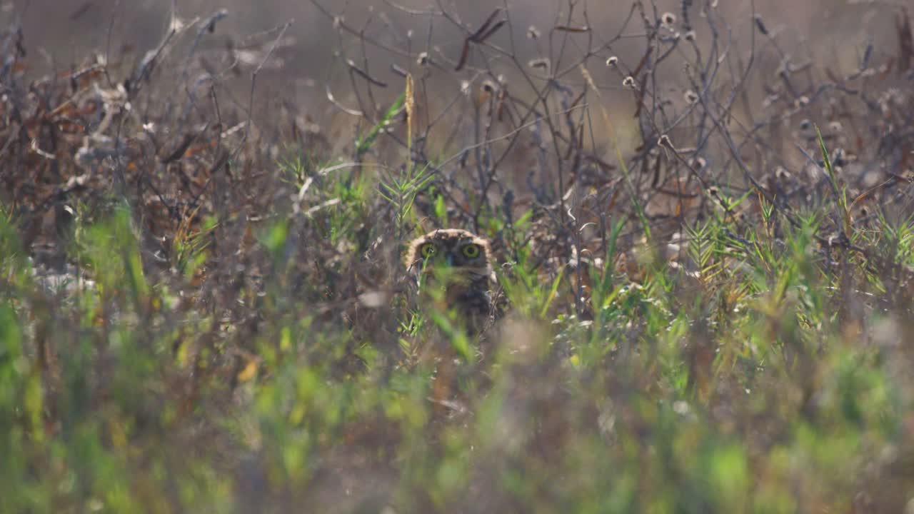 toma frontal de lechuza en arbustos - mira intensamente con grandes ojos amarillos