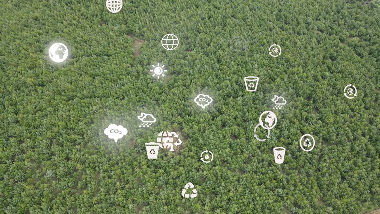 drone view- áfrica bosque- kenia y tanzania- incendio forestal en las laderas del monte kilimanjaro loitokitok kenia