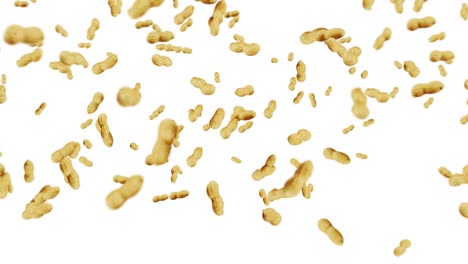 volando muchos cacahuetes en fondo blanco. cacahuetes crudos. cacahuete en conchas. alimentos orgánicos saludables. animación de bucle 3d de la rotación de semillas.