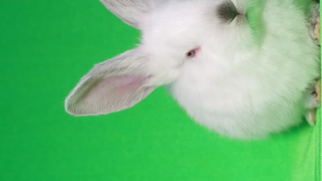 white fluffy rabbit sits in the center of the camera